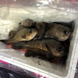 メバルプラッギング