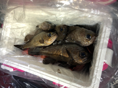 メバルプラッギング