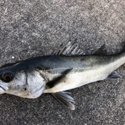 今日は活性が高いです!