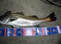 ナイトシーバスにてボトムでドンッ!