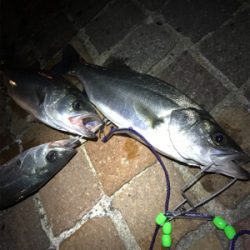 フッコばかり！