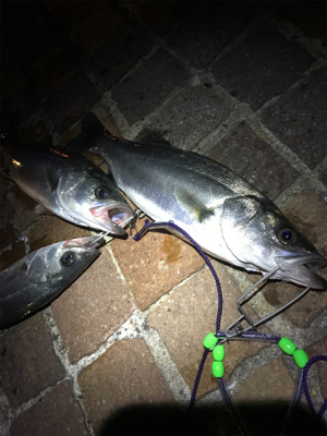 フッコばかり！