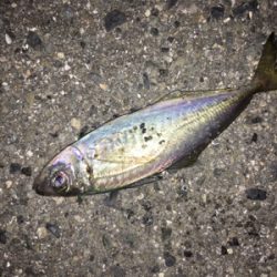 アジが良かったけど