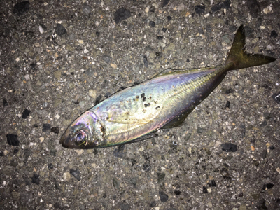 アジが良かったけど