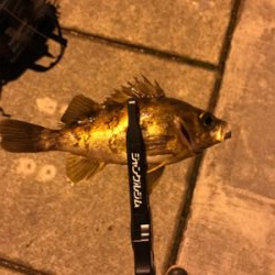 メバルを求めて⑧