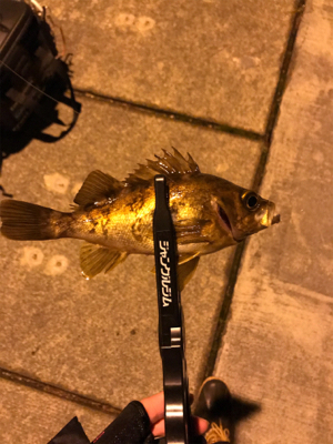 メバルを求めて⑧