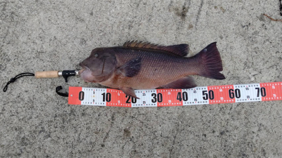 久方ぶりのコブダイ