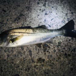 明石周辺ライトゲーム