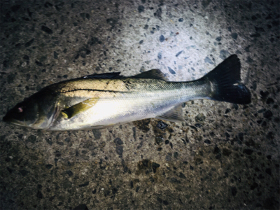 明石周辺ライトゲーム