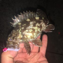 西浦なんだけど選択できませ〜ん