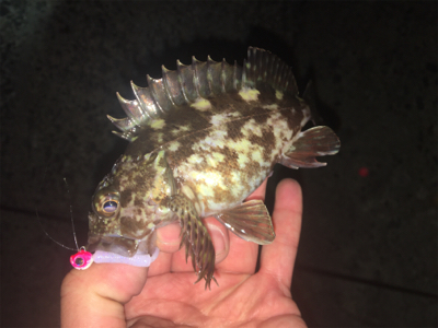 西浦なんだけど選択できませ〜ん