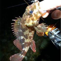 とある小雨後のゴロタプラッキング