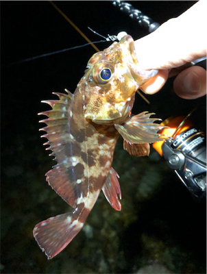 とある小雨後のゴロタプラッキング