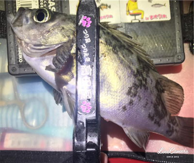 久々の平日フィッシング