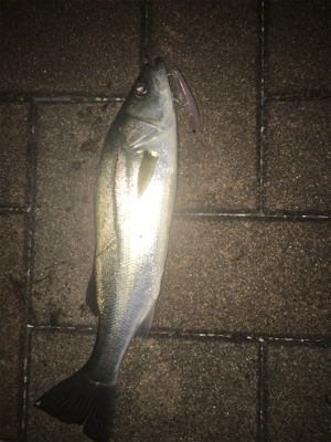 おニューのルアーで