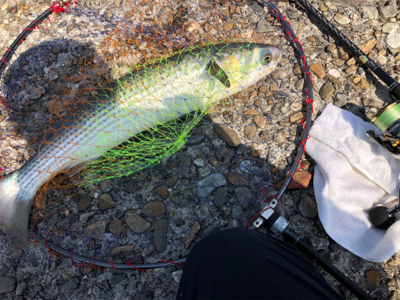 とある20ツインパワーの入魂式！？