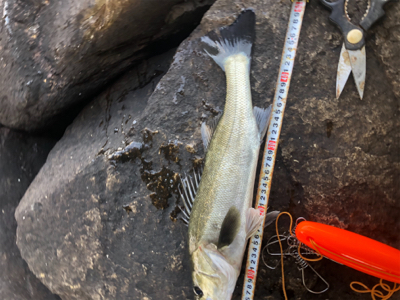 なんとか1匹❗️