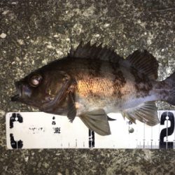 渋めのメバリング