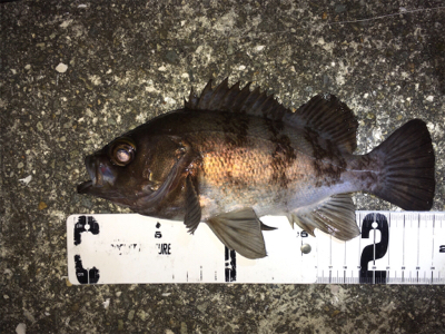 渋めのメバリング