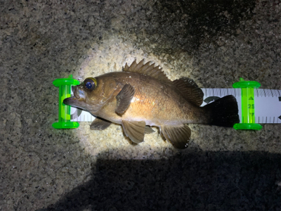 干潮だってなんのその！