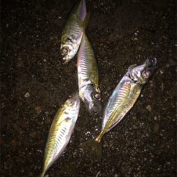 アジ釣り