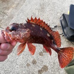 癒やしの穴釣り