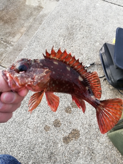 癒やしの穴釣り
