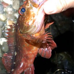 とあるゴロタ場のロックフェス