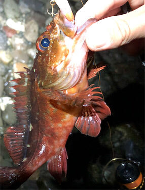 とあるゴロタ場のロックフェス