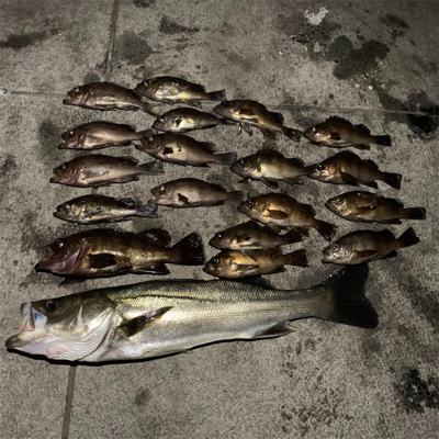 まあまあのメバル