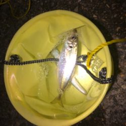 まだまだアジが釣れる