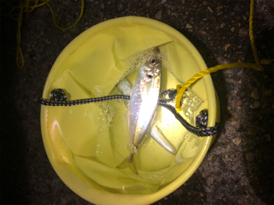 まだまだアジが釣れる