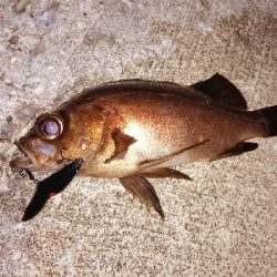 魔法のリトリーブ