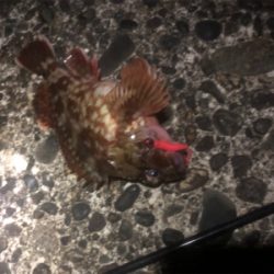 アジングは難しい