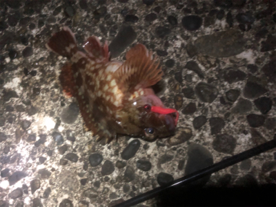 アジングは難しい