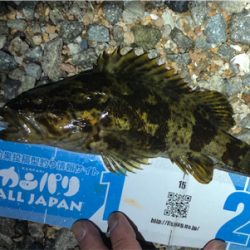 とあるシャローのタケガシ