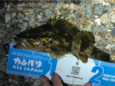 とあるシャローのタケガシ