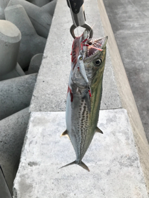 潮は良くないですが