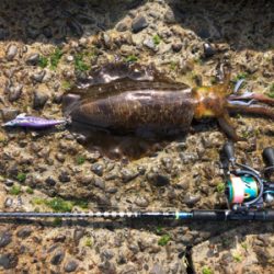 シーバスからのエギング