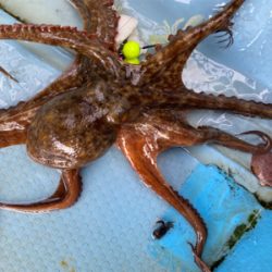 タコ釣り　　釣船きもと