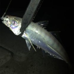 アジ釣れた(^｡^)
