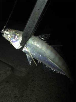 アジ釣れた(^｡^)