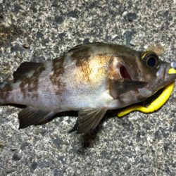 メバルさんありがとう