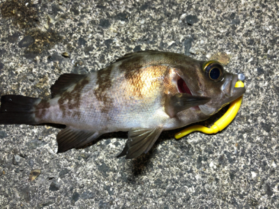 メバルさんありがとう