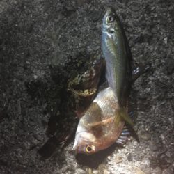 跡ノ浦でウキ釣り