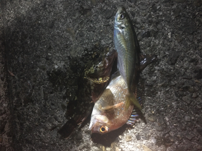 跡ノ浦でウキ釣り