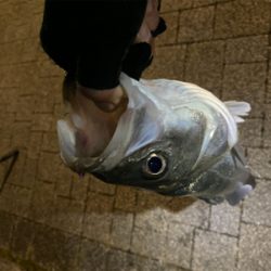 朝(夜中)1、夕方(夜)2