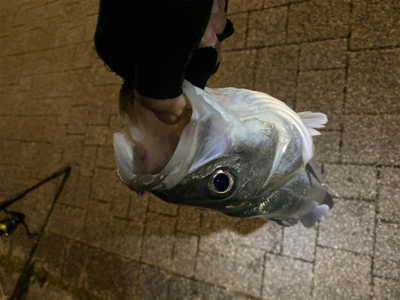 朝(夜中)1、夕方(夜)2