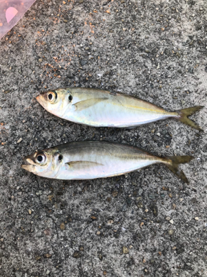 ジグサビキ＾＾