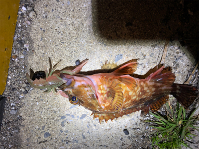 爆風メバリング